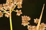 Georgia bulrush